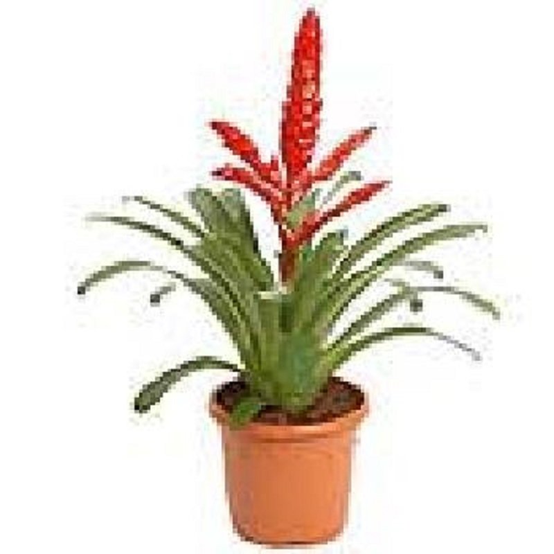 שושניתוש צמח אליקוניה