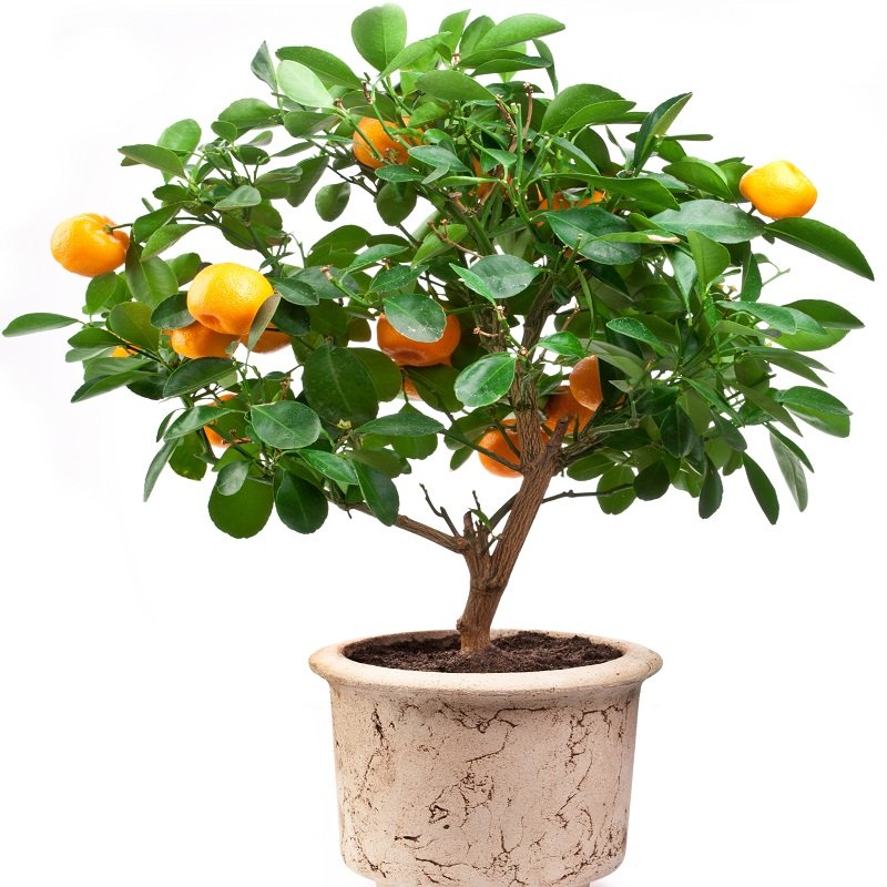 שושניתוש עץ תפוז ננסי