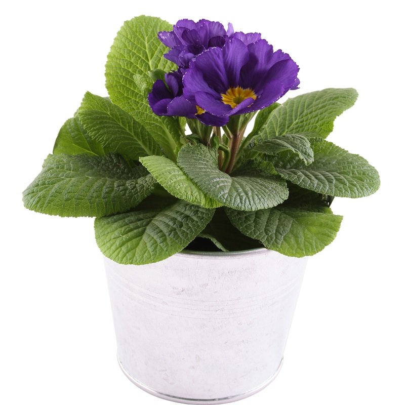 שושניתוש צמח הסיגלית