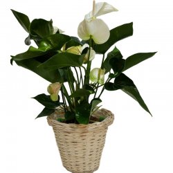 שושניתוש צמח אנטוריום לבן
