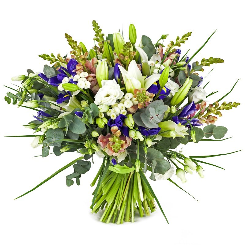 שושניתוש בלבן סגול פרוע