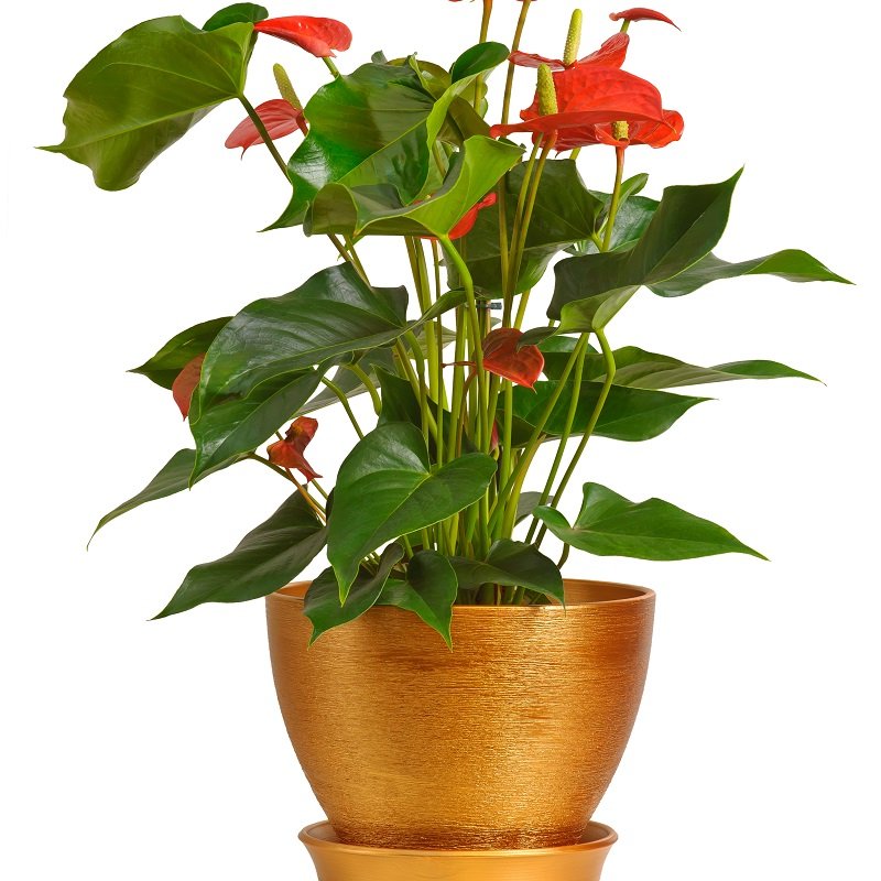 שושניתוש צמח אנטוריום