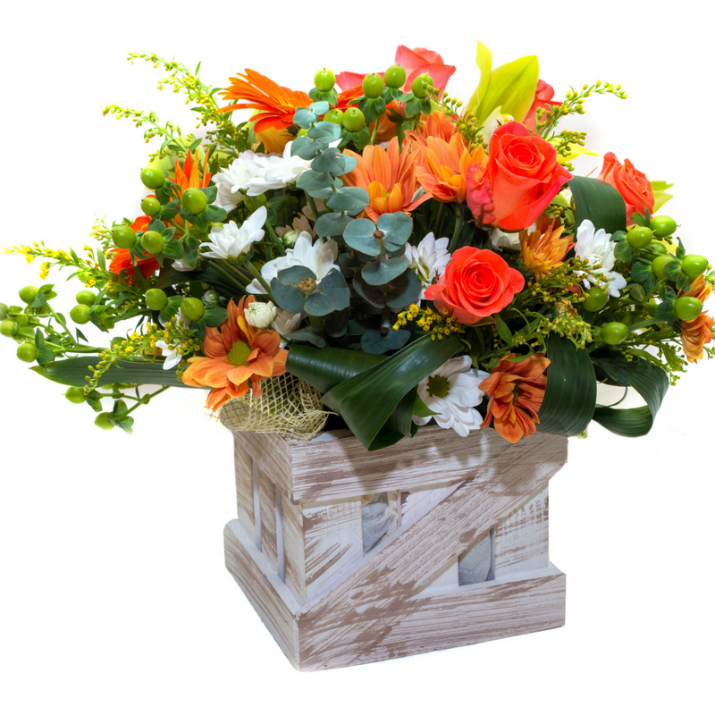 שושניתוש כתום של אהבה