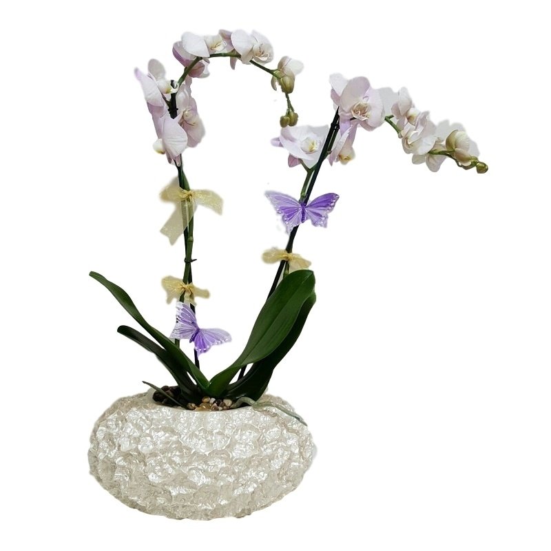 צמח סחב שתול בכלי מדהים